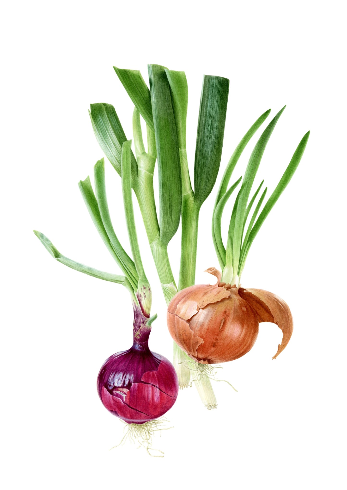"Onions" Limited Edition Giclée Fine Art Print