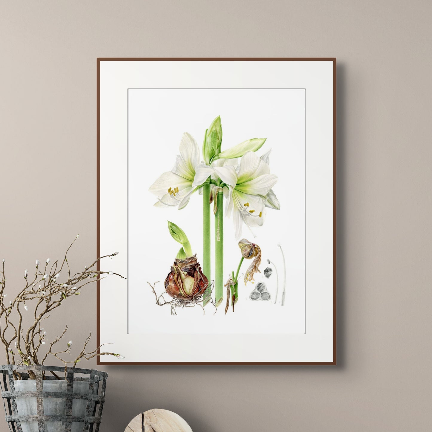 "Life of Amaryllis" Limited Edition Giclée Fine Art Print