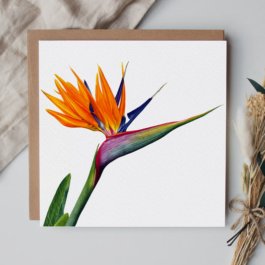 Bird Of Paradise Greeting Card