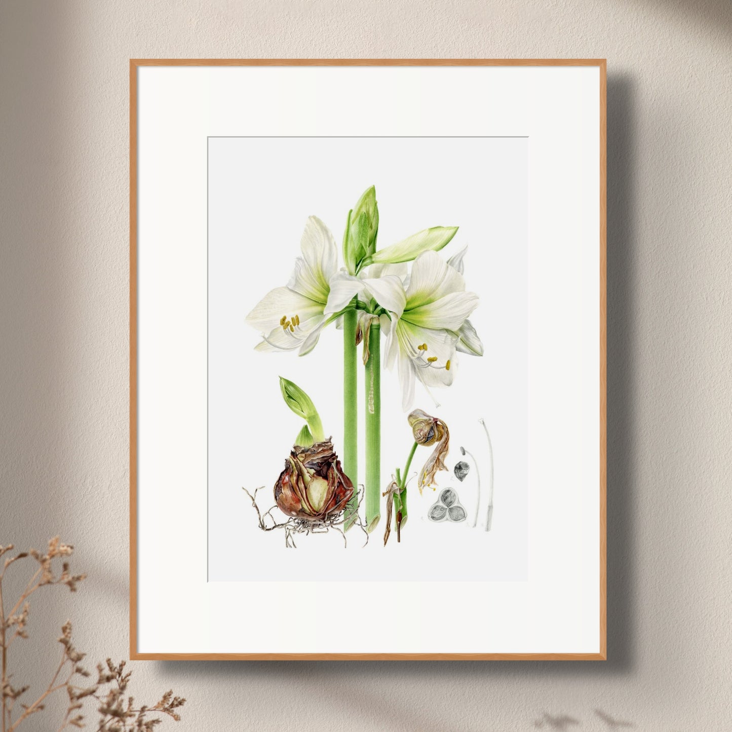 "Life of Amaryllis" Limited Edition Giclée Fine Art Print