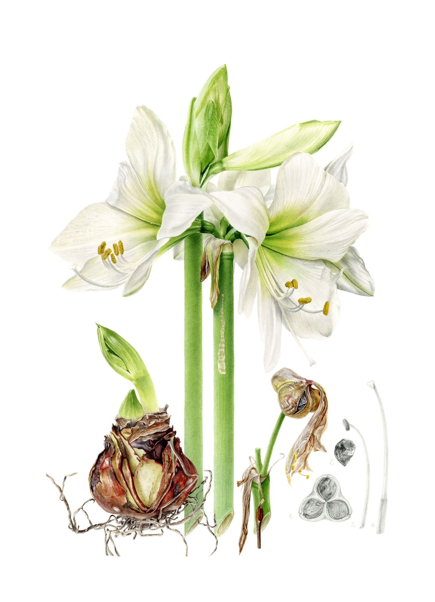 "Life of Amaryllis" Limited Edition Giclée Fine Art Print