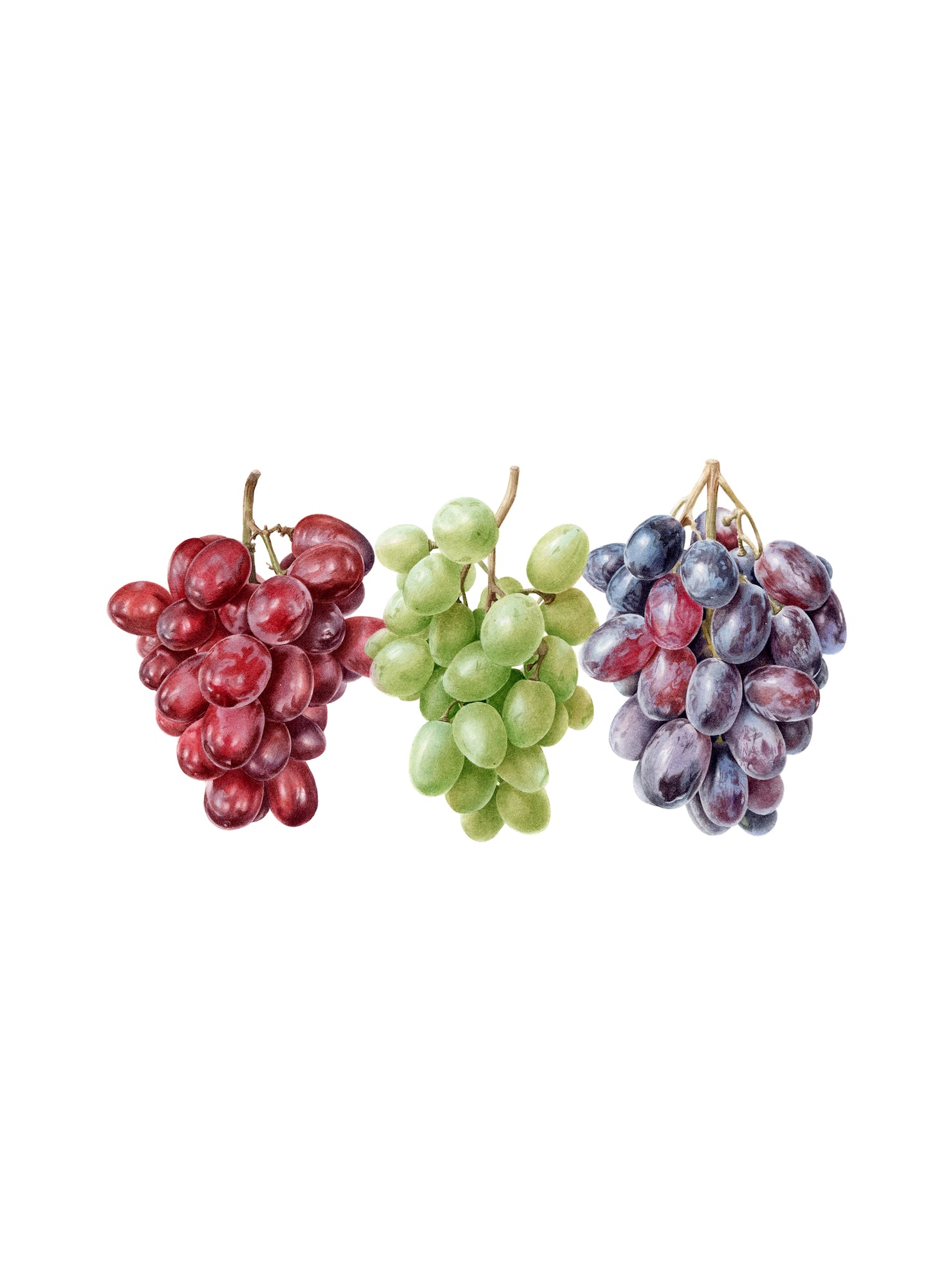 "The Trio of Grapes" Limited Edition  Giclée Fine Art Print