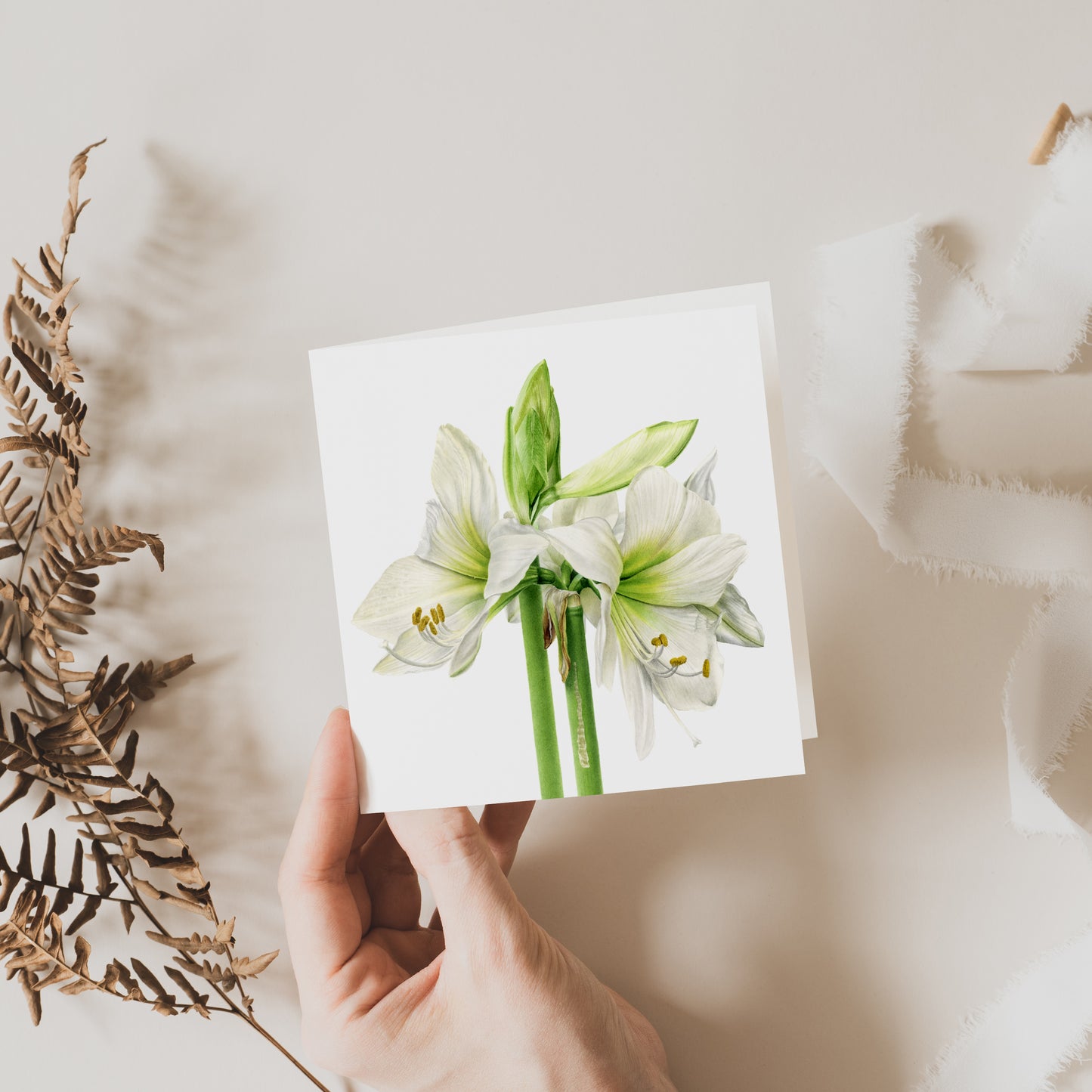 Amaryllis Greeting Card