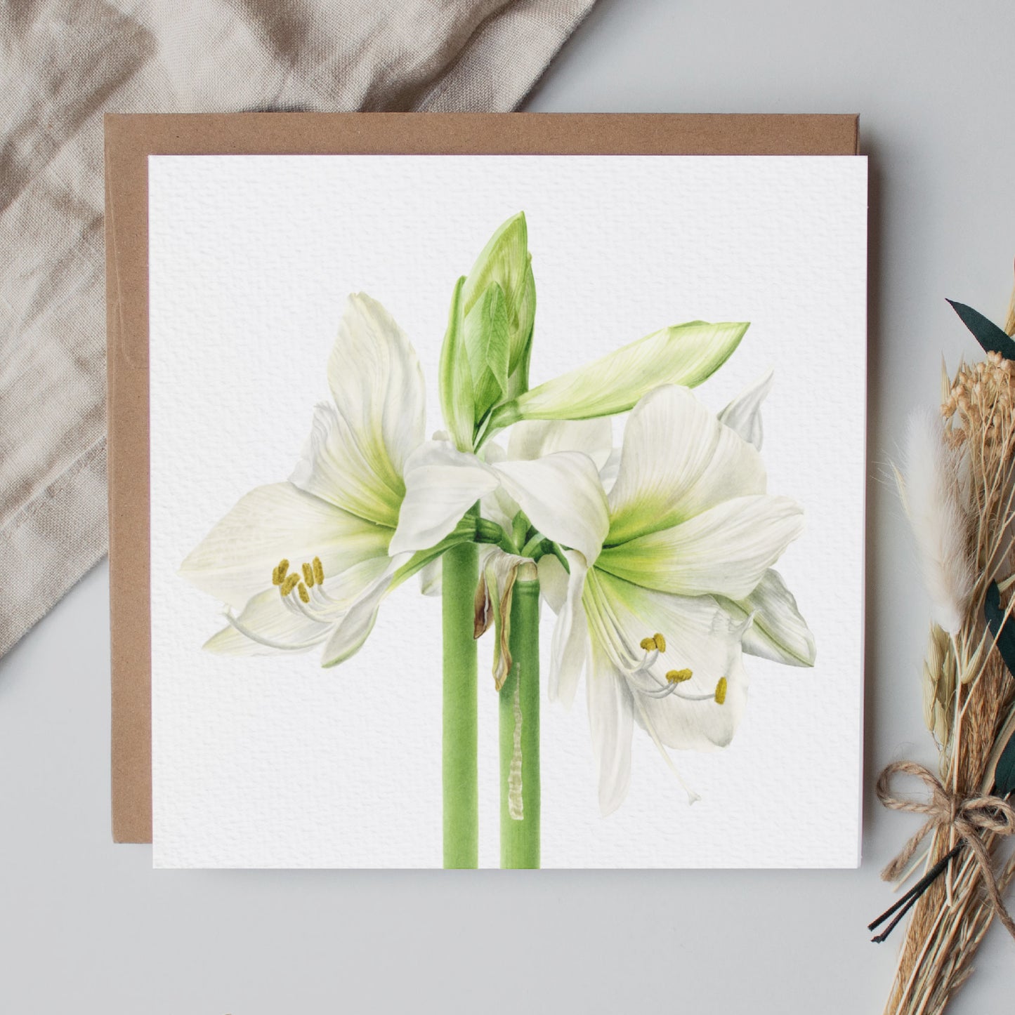 Amaryllis Greeting Card