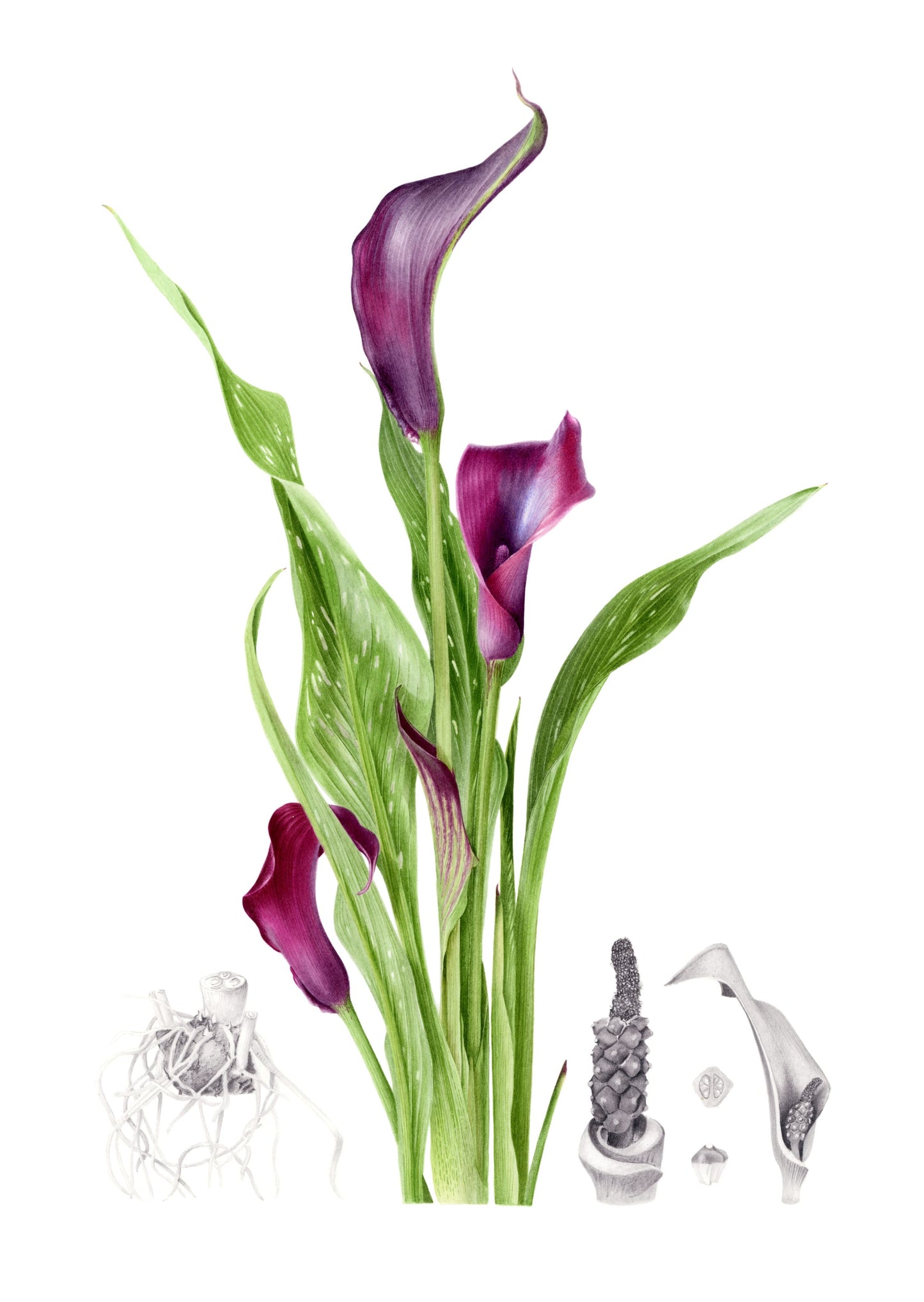 "Black Lily" Limited Edition Giclée Fine Art Print