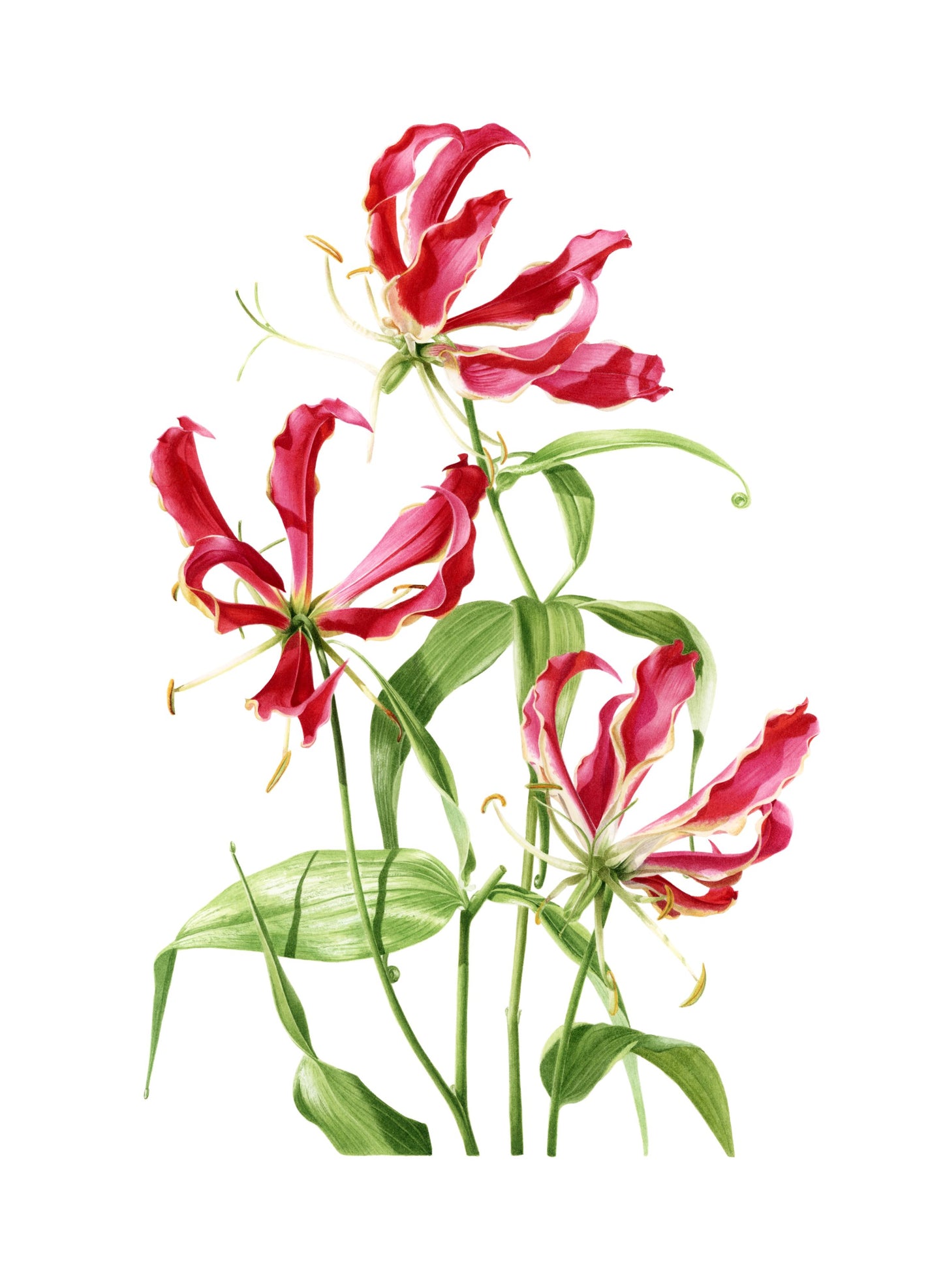 "Flame Lily" Limited Edition Giclée Fine Art Print