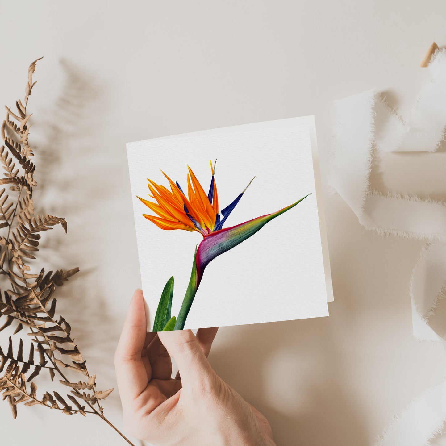 Bird Of Paradise Greeting Card