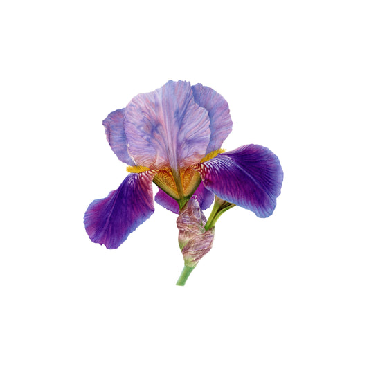 Iris