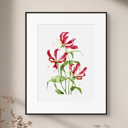 "Flame Lily" Limited Edition Giclée Fine Art Print